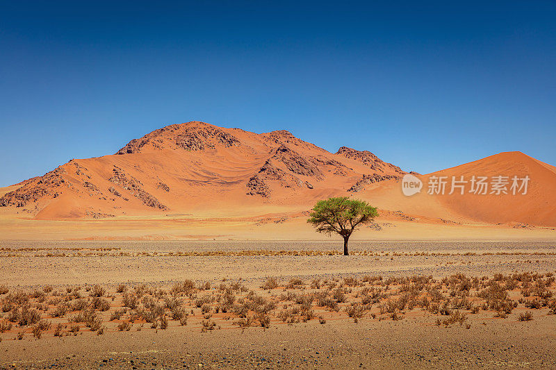 纳米比亚纳米布沙漠骆驼刺树纳米比亚- naukluft国家公园